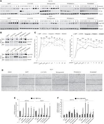 5FU/Oxaliplatin-Induced Jagged1 Cleavage Counteracts Apoptosis Induction in Colorectal Cancer: A Novel Mechanism of Intrinsic Drug Resistance